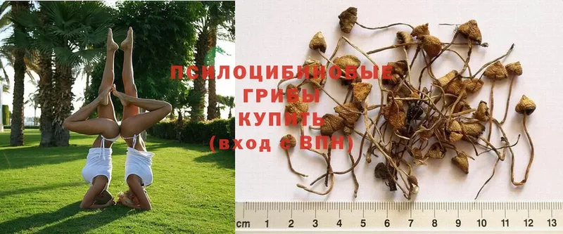 MEGA ссылки  Липецк  Псилоцибиновые грибы мицелий 